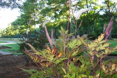 Scenery7